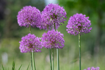 Allium hollandicum persian onion dutch garlic purple sensation flowering plant, ornamental flowers in bloom