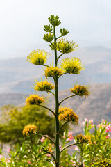 Obraz premium mountain desert flower