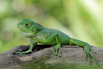 baby green iguana on a branch, iguana on a tree, animals close up