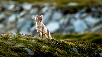 Arctic fox (gulpes lagopus) with negative space summer coat