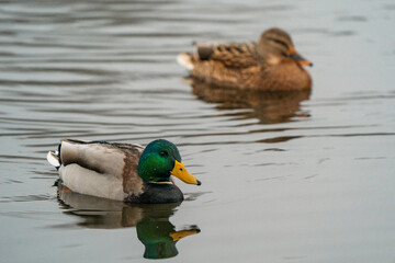 Kaczki na zimowym stawie