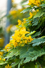 yellow flowers in the park