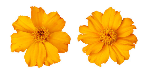 Yellow marigold flowers isolated on transparent background	