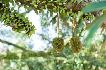 A small durian that is about to grow up to be the King of Fruits of Thailand.