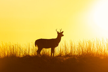 Fototapeta na wymiar Silhouette of a young buck (white tail deer) standing in tall grass with the sun setting in the background