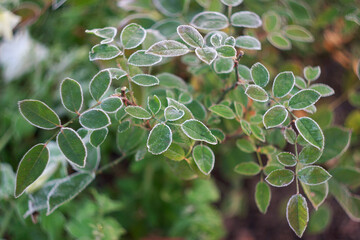 Rose bush without flowers at autumn frost