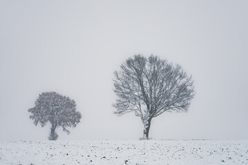 Drzewa na polu zimą