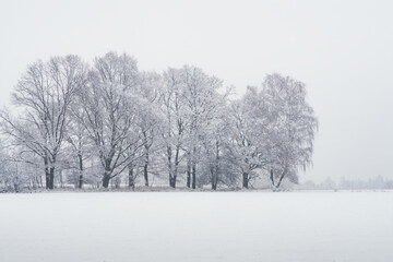 Drzewa na polu zimą