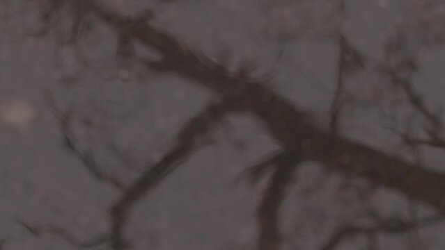 Rain drops fall into puddle creating water ripples. Refocus