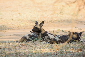 African wild dog