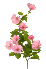 petunia flower isolated