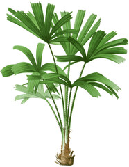 Beautiful vintage palm tree illustration high quality die-cut transparent background. Digitally enhanced