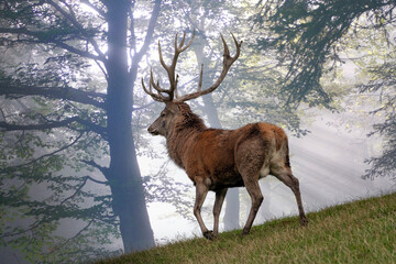 Hirsch im Sonnenaufgang