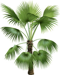 Fototapeta na wymiar Beautiful vintage palm tree illustration high quality die-cut transparent background. Digitally enhanced
