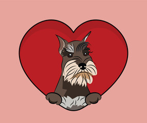 Miniature Schnauzer dog hanging with paws in a big Valentine's day heart. Love heart with pet head and heart and footprint. Dog face Holding Pink Heart Cartoon Icon. St Valentine's day for dog funs.