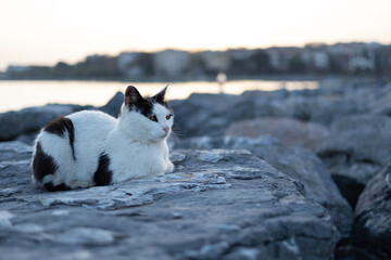 Cute stray cat sitting on rock by sea.