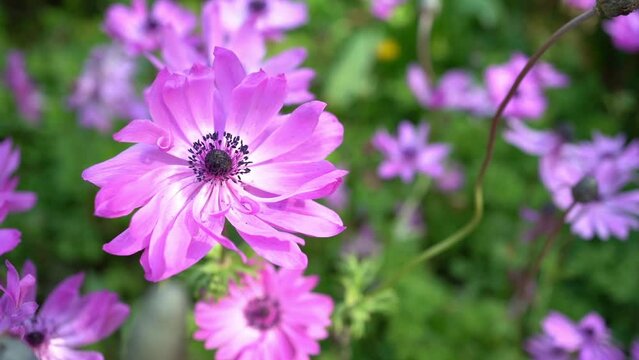 Purple flowers of anemone, broad leaved anemone, perennial flowering plant. Anemone flowers swinging in the wind.