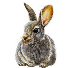 Fluffy little rabbit. Digital illustration. Transparent background.