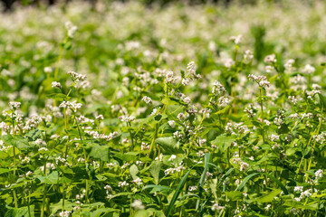 Fototapeta na wymiar Buckwheat plant in agricultural field. Flower sea. Crop field is covered with blooming blossom of Fagopyrum esculentum.