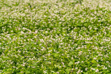 Buckwheat plant in agricultural field. Flower sea. Crop field is covered with blooming blossom of Fagopyrum esculentum.
