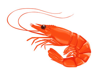 Red cooked shrimp or prawns isolated on white background.Vector  illustration cartoon style.