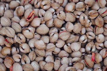 Fresh clams on display at a traditional market