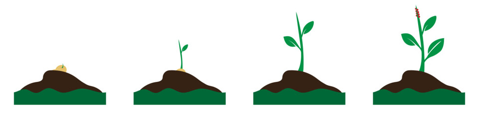 Fototapeta premium Plant growing phases. Sprout growing into a plant. Stages of the plant development. Ecology concept. Growing process