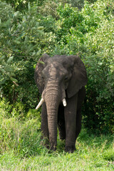 &Eacute;l&eacute;phant d'Afrique, Loxodonta africana, Parc national Kruger, Afrique du Sud