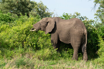 Fototapeta premium Éléphant d'Afrique, Loxodonta africana, Parc national Kruger, Afrique du Sud