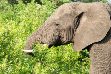 &Eacute;l&eacute;phant d'Afrique, Loxodonta africana, Parc national Kruger, Afrique du Sud
