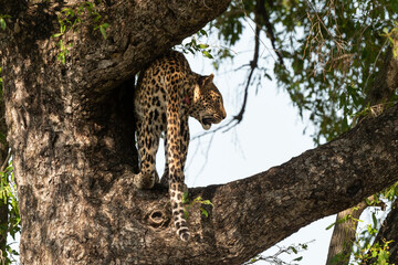 Léopard, Panthère, Panthera pardus, Afrique du Sud