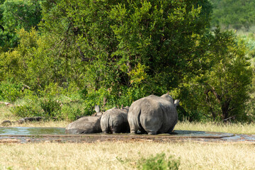 Rhinocéros blanc, corne coupée, white rhino, Ceratotherium simum, Parc national Kruger, Afrique...