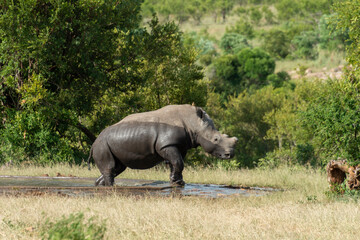 Fototapeta premium Rhinocéros blanc, corne coupée, white rhino, Ceratotherium simum, Parc national Kruger, Afrique du Sud