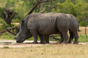 Fototapeta premium Rhinocéros blanc, corne coupée, white rhino, Ceratotherium simum, Parc national Kruger, Afrique du Sud