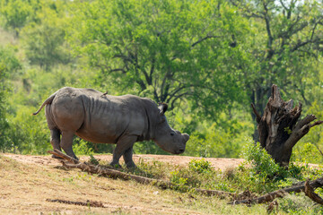 Obraz premium Rhinocéros blanc, corne coupée, white rhino, Ceratotherium simum, Parc national Kruger, Afrique du Sud