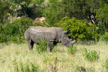 Rhinoc&eacute;ros blanc, corne coup&eacute;e, white rhino, Ceratotherium simum, Parc national Kruger, Afrique du Sud
