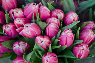 Bouquet of fresh pink tulips on a light blurred background.