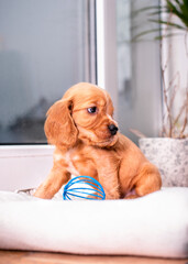 Red spaniel puppy looks to the side. The dog is on the background of a blurred window and a flower pot. The dog is one month old. The toy ball is lying nearby. The photo is blurred