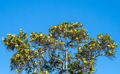 Green and Yellow Leaf Canopy Against Blue Sky.