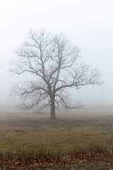 Naklejka na ściany i meble Tree on cold foggy morning