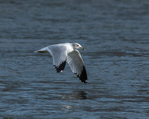 Fototapeta na wymiar Ring-billed Seagull flying