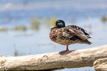 Enten und Möwen am Bodenseeufer