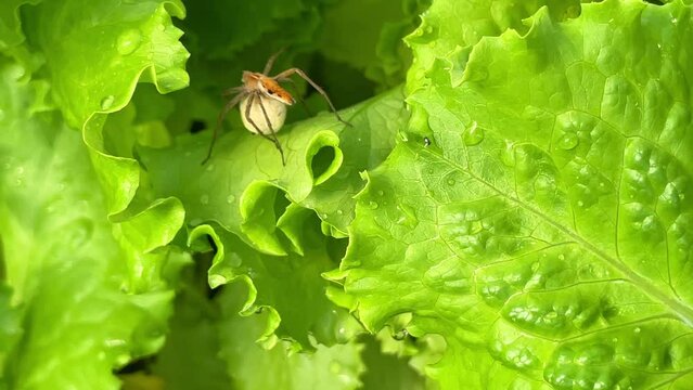 spiders set traps in lettuce greens