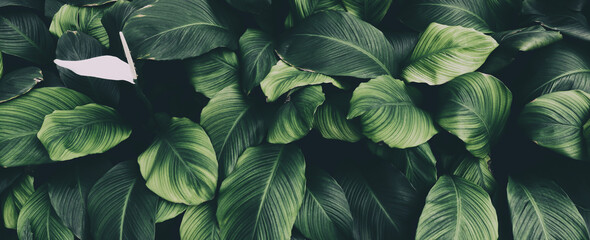 Tropical foliage, dark green nature background