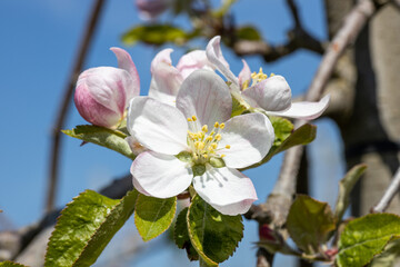Apfelbl&uuml;ten im Fr&uuml;hling