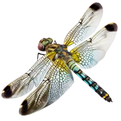 Foto op Canvas animal04 dargonfly insect bug transparent background cutout © Natural PNG