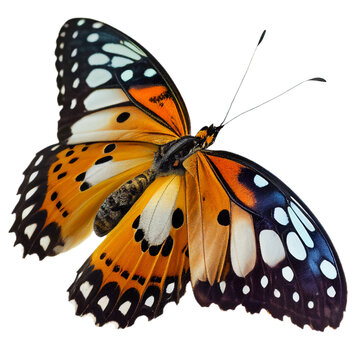 Animal02 Butterfly Insect Bug Transparent Background Cutout