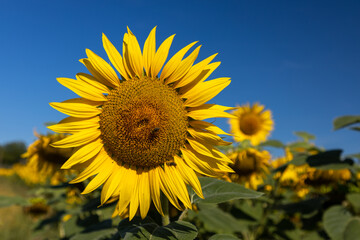 Ein Feld voller Sonnenblumen