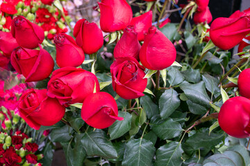 red rosa in garden