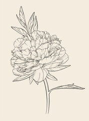 One large vector peony flower with several leaves on a thin stem. Linear composition with detailed vintage flower. Decorative art element for advertising banner layout design, trendy textile prints.